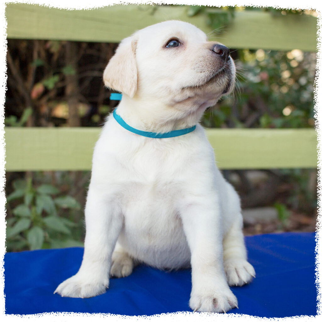 Kölyökkutya képzés